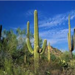 A large saguaro cactus stands in the desert