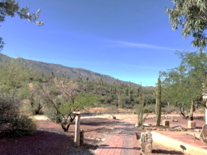 Sonoran Desert landscape