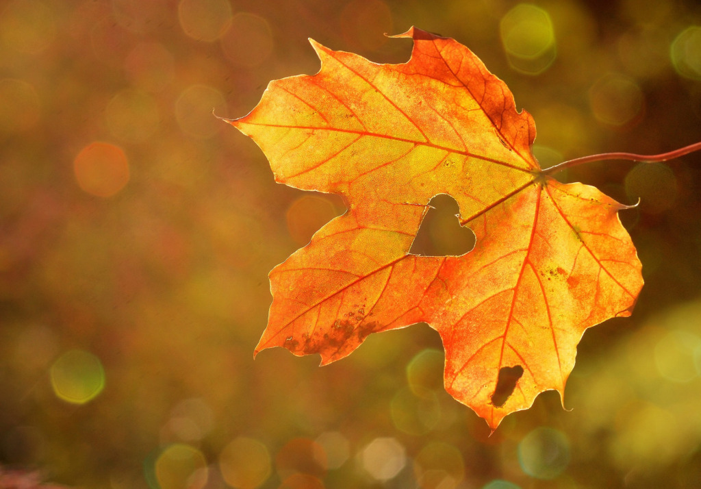 Autumn Leaf banner image
